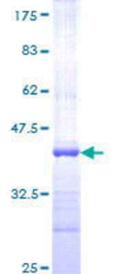 SDS-Page: Recombinant Human KIAA0317 Protein [H00009870-Q01] - 12.5% SDS-PAGE Stained with Coomassie Blue.