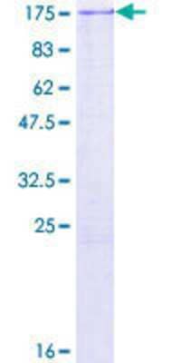 Other Recombinant Human AP180 GST (N-Term) Protein