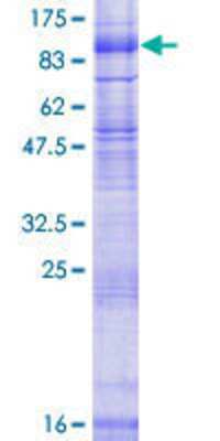 Other Recombinant Human SV2B GST (N-Term) Protein
