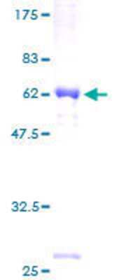 SDS-Page: Recombinant Human SRGAP3 Protein [H00009901-P01] - 12.5% SDS-PAGE Stained with Coomassie Blue.