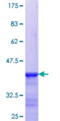 SDS-Page: Recombinant Human ARNT2 Protein [H00009915-Q01] - 12.5% SDS-PAGE Stained with Coomassie Blue.