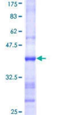SDS-Page: Recombinant Human HS3ST2 Protein [H00009956-Q01] - 12.5% SDS-PAGE Stained with Coomassie Blue.