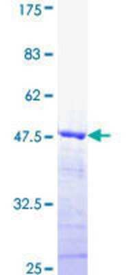 SDS-Page: Recombinant Human DMTF1 Protein [H00009988-Q01] - 12.5% SDS-PAGE Stained with Coomassie Blue.