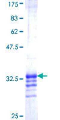 SDS-Page: Recombinant Human ABI1 Protein [H00010006-Q01] - 12.5% SDS-PAGE Stained with Coomassie Blue.