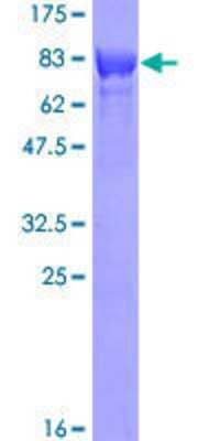 Other Recombinant Human TOM1 GST (N-Term) Protein