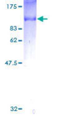 SDS-Page: Recombinant Human SH2D3C Protein [H00010044-P01] - 12.5% SDS-PAGE Stained with Coomassie Blue.