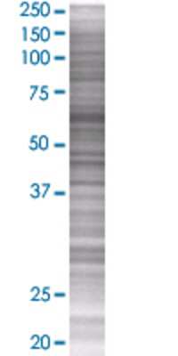 SH2D3A transfected lysate.