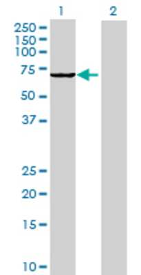 Lane 1: SH2D3A transfected lysate (63.47 KDa) Lane 2: Non-transfected lysate.