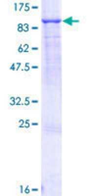 Other Recombinant Human ABCF2 GST (N-Term) Protein