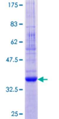 Other Recombinant Human CNIH GST (N-Term) Protein