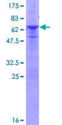 Other Recombinant Human RNF41 GST (N-Term) Protein