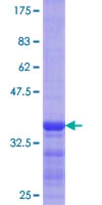 SDS-Page: Recombinant Human Flotillin-1 Protein [H00010211-Q01] - 12.5% SDS-PAGE Stained with Coomassie Blue.