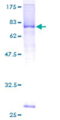SDS-Page: Recombinant Human LRRC17 Protein [H00010234-P01] - 12.5% SDS-PAGE Stained with Coomassie Blue.