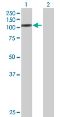 Lane 1: CNKSR1 transfected lysate (79.31 KDa) Lane 2: Non-transfected lysate.