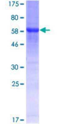 Other Recombinant Human RRAGB GST (N-Term) Protein