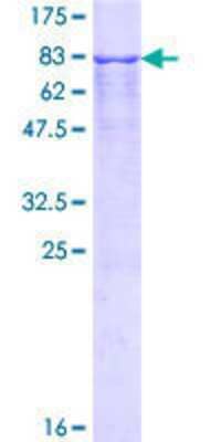 Other Recombinant Human TFG GST (N-Term) Protein