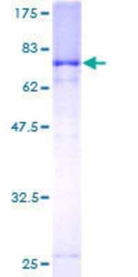 Recombinant Human IRF9 Protein [H00010379-P01] - 12.5% SDS-PAGE Stained with Coomassie Blue.