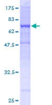 SDS-Page: Recombinant Human Tubulin Beta 2C Protein [H00010383-P02] - 12.5% SDS-PAGE Stained with Coomassie Blue.