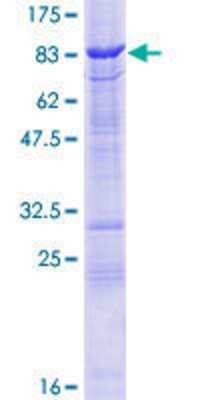 Other Recombinant Human TESK2 GST (N-Term) Protein