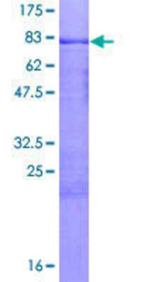 SDS-Page: Recombinant Human MCRS1 Protein [H00010445-P01] - 12.5% SDS-PAGE Stained with Coomassie Blue.