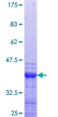 SDS-Page: Recombinant Human NXF1 Protein [H00010482-Q01] - 12.5% SDS-PAGE Stained with Coomassie Blue.