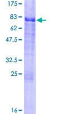 Other Recombinant Human CREB3 GST (N-Term) Protein