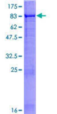 Other Recombinant Human APPBP2 GST (N-Term) Protein