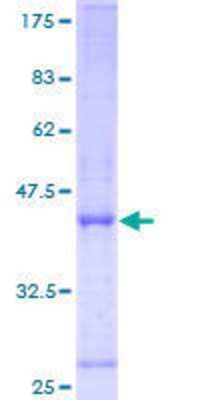 SDS-Page: Recombinant Human ORP150/HSP12A Protein [H00010525-P02] - 12.5% SDS-PAGE Stained with Coomassie Blue.