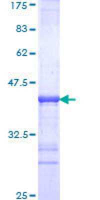 SDS-Page: Recombinant Human DRAP1 Protein [H00010589-Q01] - 12.5% SDS-PAGE Stained with Coomassie Blue.