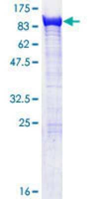 Other Recombinant Human EXOC5 GST (N-Term) Protein