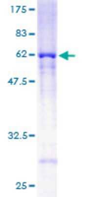 SDS-Page: Recombinant Human RRAGA Protein [H00010670-P01] - 12.5% SDS-PAGE Stained with Coomassie Blue.