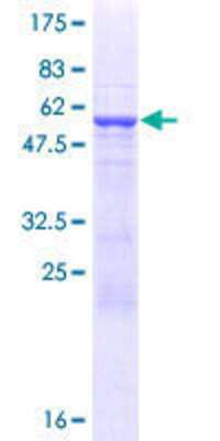 Other Recombinant Human RFPL3 GST (N-Term) Protein