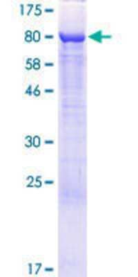 SDS-Page: Recombinant Human RAI2 Protein [H00010742-P01] - 12.5% SDS-PAGE Stained with Coomassie Blue.
