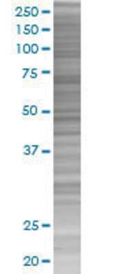 PHTF1 transfected lysate.