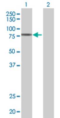 Lane 1: PHTF1 transfected lysate (72.8 KDa) Lane 2: Non-transfected lysate.