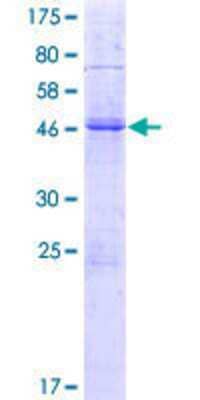 Other Recombinant Human KLRA1 GST (N-Term) Protein