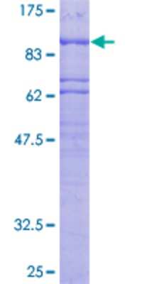 Other Recombinant Human PLK2 GST (N-Term) Protein