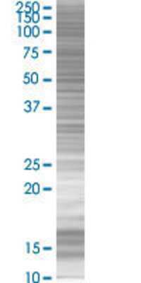 ZNF266 transfected lysate.