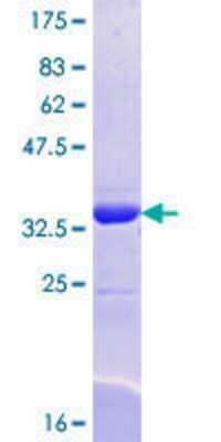 SEC24A Research Products: Novus Biologicals