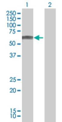 Lane 1: FRS3 transfected lysate (54.5 KDa). Lane 2: Non-transfected lysate.