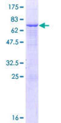 Other Recombinant Human SMPDL3A GST (N-Term) Protein