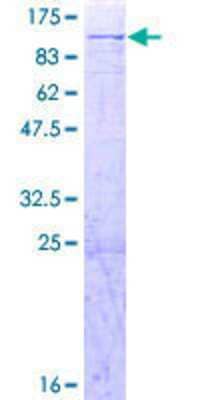 SDS-Page: Recombinant Human AFG3L2 Protein [H00010939-P01] - 12.5% SDS-PAGE Stained with Coomassie Blue.