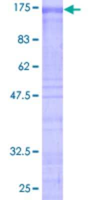 Other Recombinant Human SF3B2 GST (N-Term) Protein