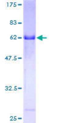 Other Recombinant Human EMILIN1 GST (N-Term) Protein
