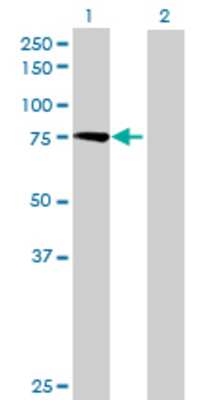 Lane 1: CAPN11 transfected lysate (77.33 KDa) Lane 2: Non-transfected lysate.