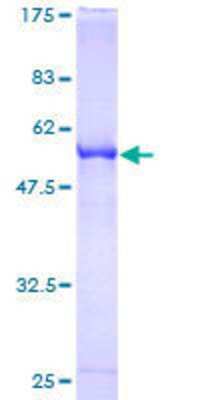 Other Recombinant Human RABL2B GST (N-Term) Protein