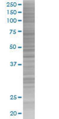 FAM107A transfected lysate.