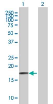 Lane 1: FAM107A transfected lysate (17.5 KDa) Lane 2: Non-transfected lysate.