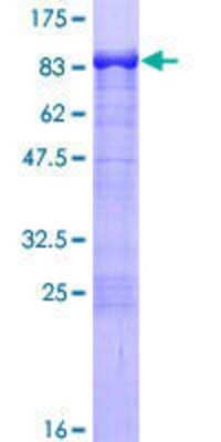 Other Recombinant Human PACSIN2 GST (N-Term) Protein