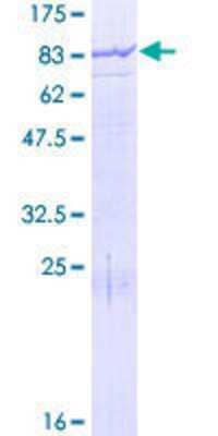 Other Recombinant Human MGAT4B GST (N-Term) Protein
